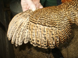 henvl9